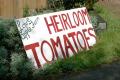 About Heirloom Tomatoes